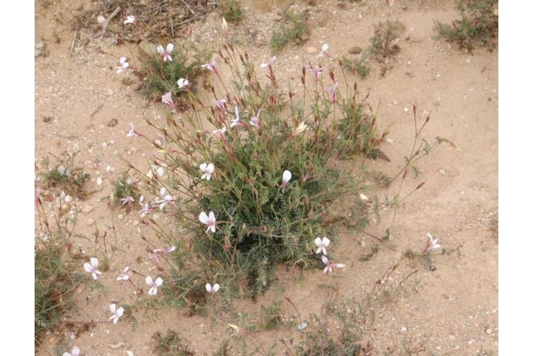 Pelargonium caucalifolium Pelargonium caucalifolium -7556