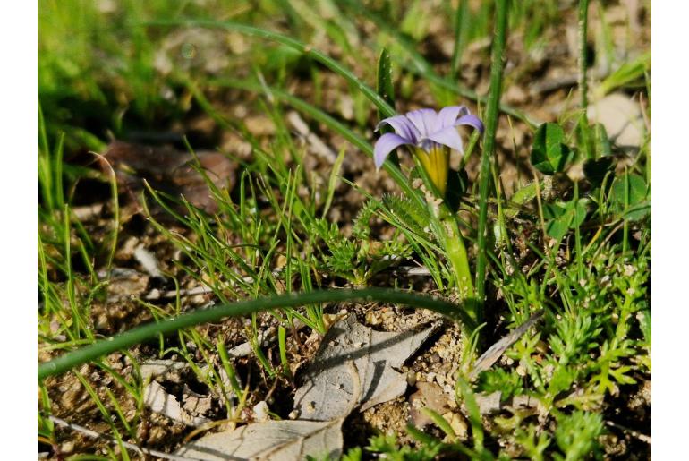 Romulea ramiflora 7560