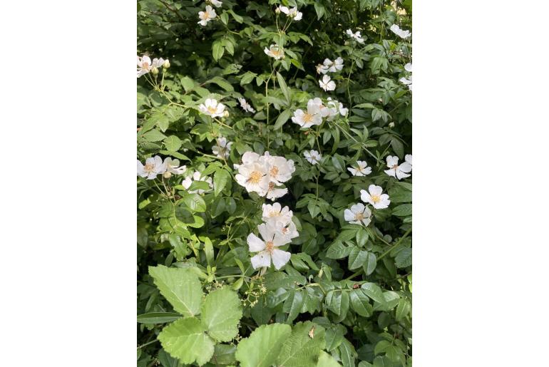 Rosa sempervirens 7562