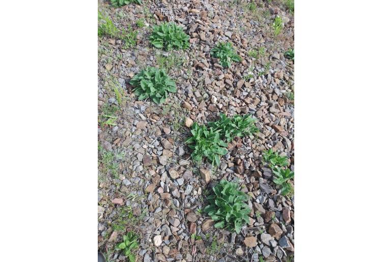 Salvia verticillata -7565