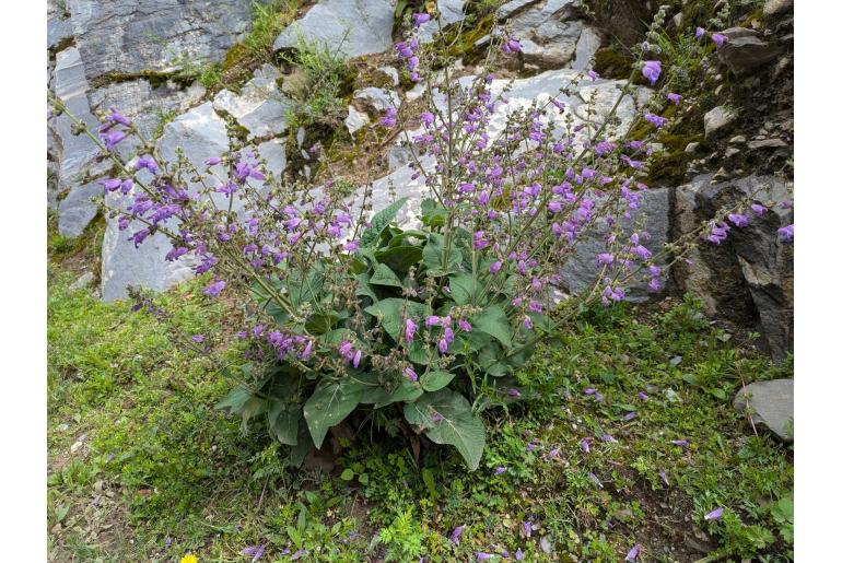 Salvia przewalskii 7568