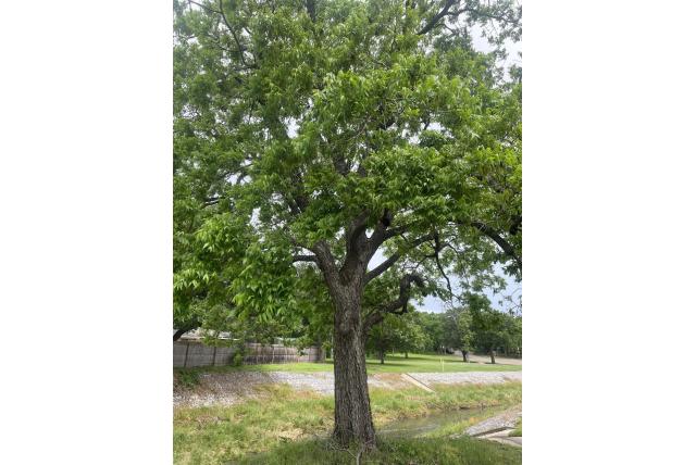 Pecan boom