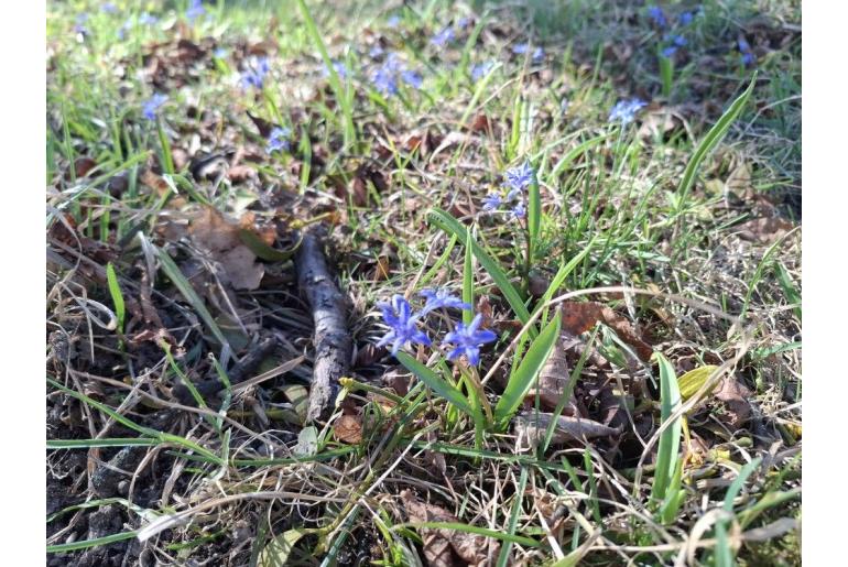 Scilla bifolia 7573