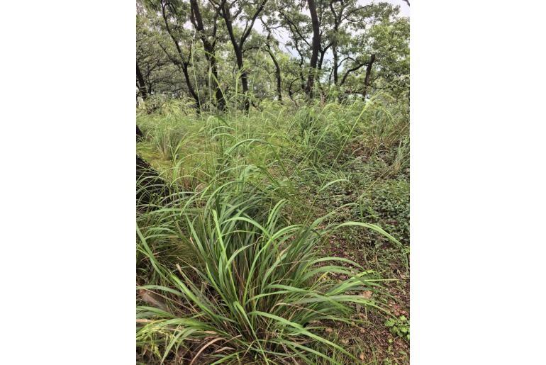 Achnatherum pekinense Achnatherum pekinense -7575