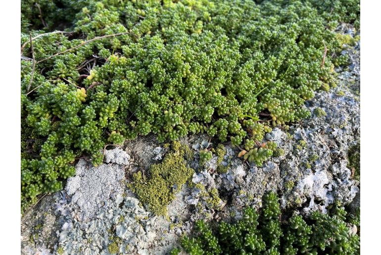 Sedum album -7577