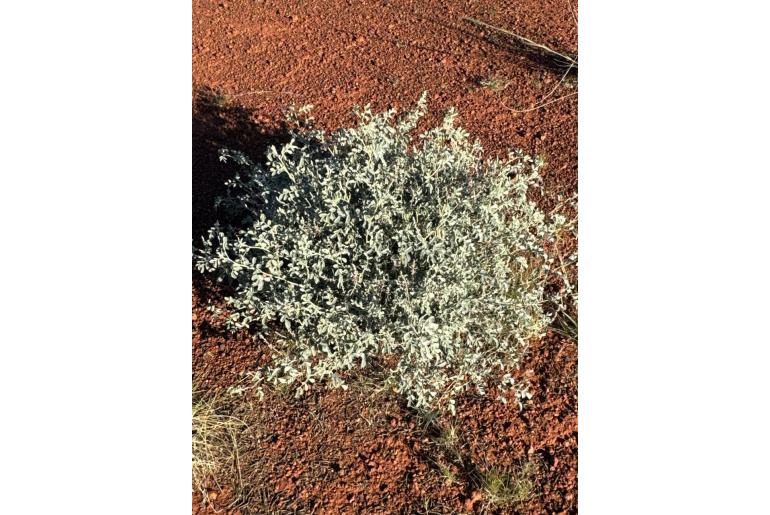 Indigofera georgei&nbsp;7586