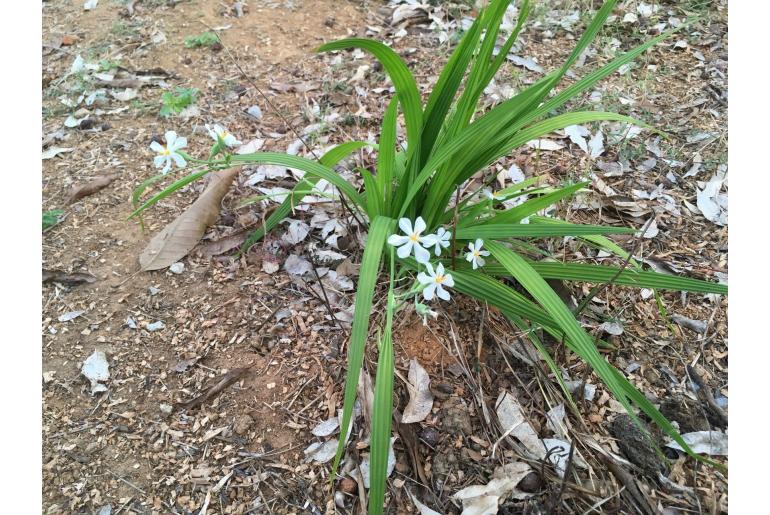 Eleutherine bulbosa&nbsp;7590