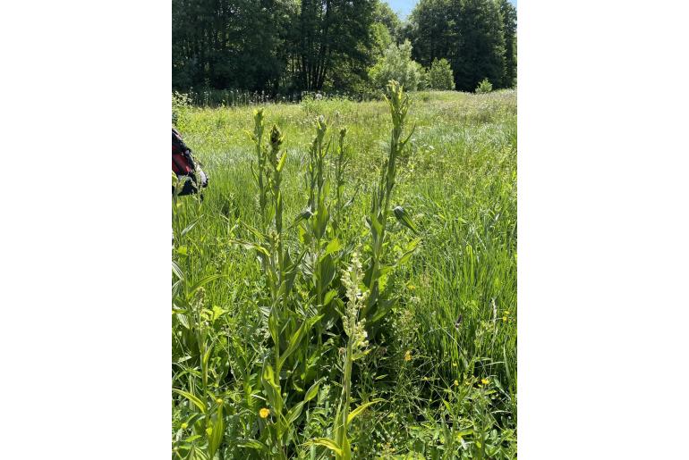 Veratrum album Veratrum album -7597