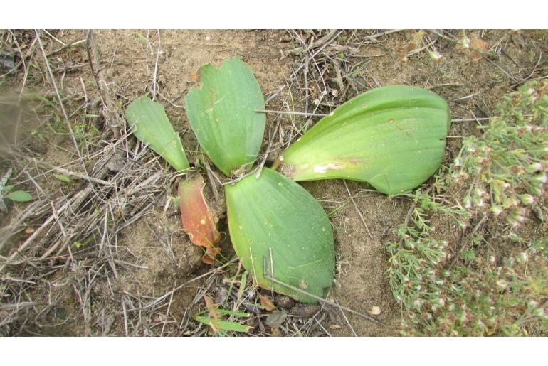 Massonia dregei 7605