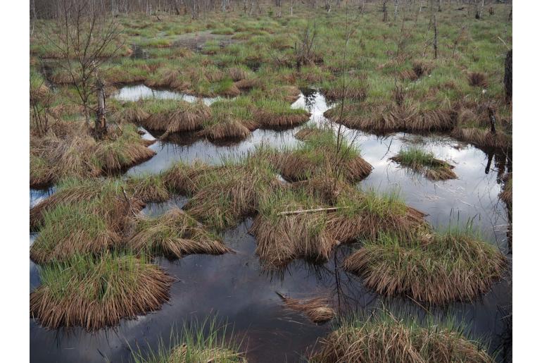 Carex acutiformis -7606