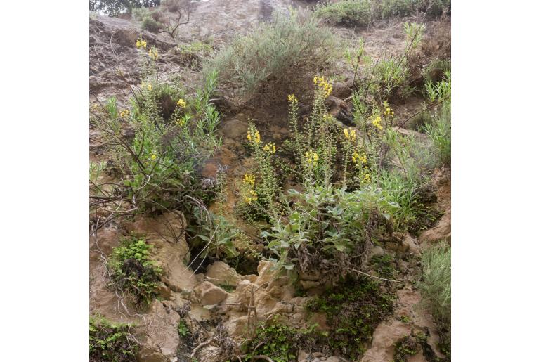 Verbascum arcturus -7611