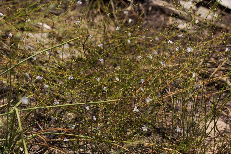 Wahlenbergia banksiana 7614