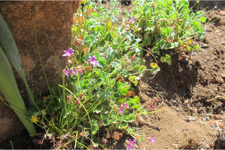 Pelargonium columbinum 7619