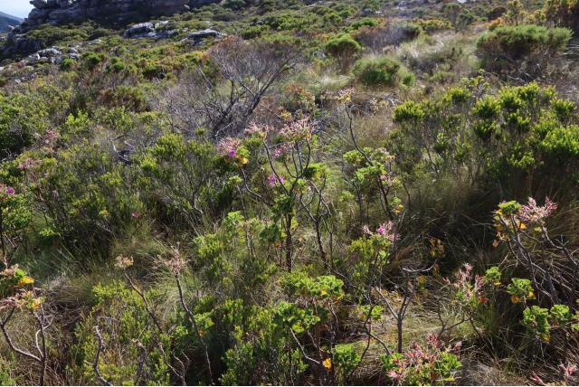 Tafelberg geranium