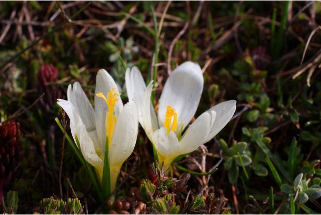 Cvijic's Krokus