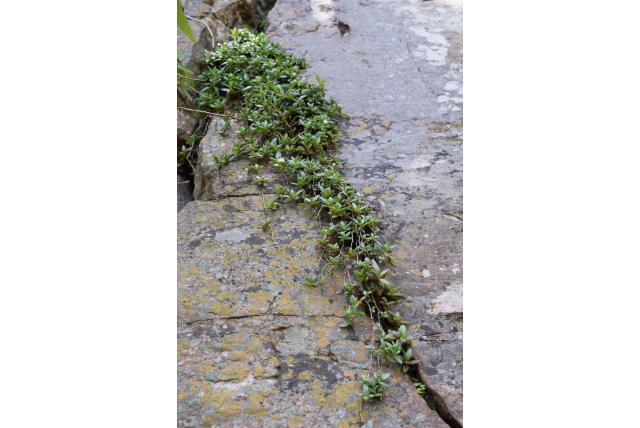 Fluweelachtige ijsbloem