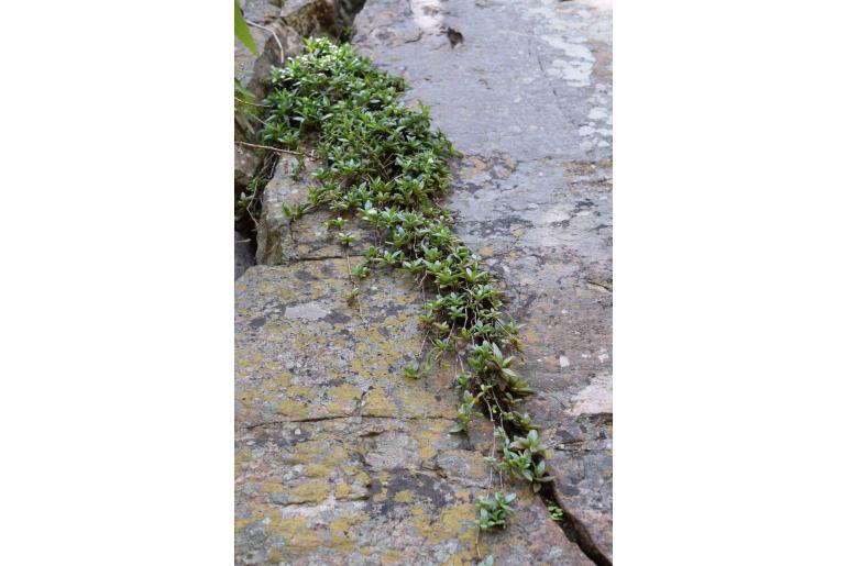 Delosperma velutinum&nbsp;7633