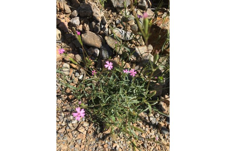 Silene muscipula 7635