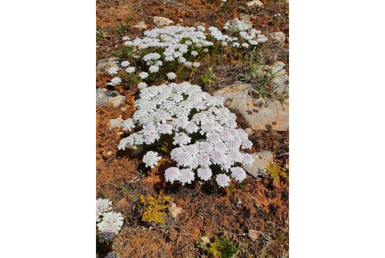 Incarvillea mairei 7637