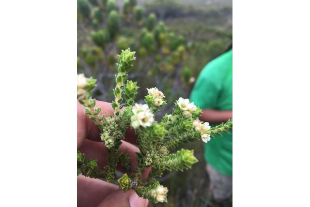 Haelkraal diosma