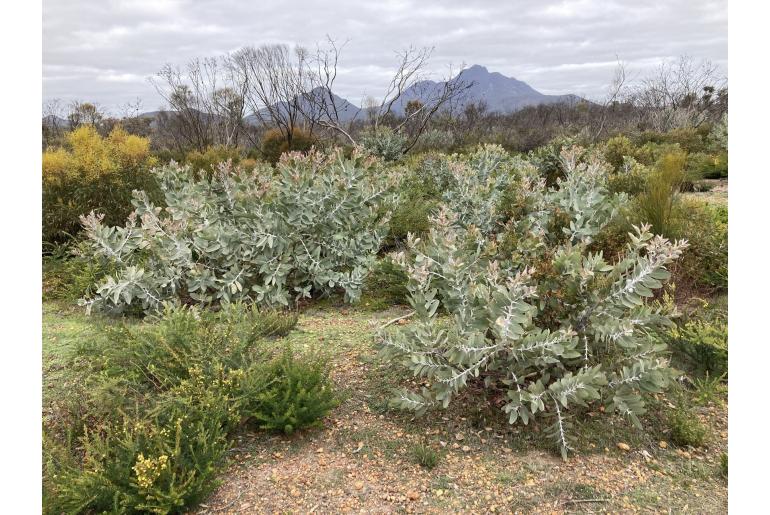 Eucalyptus pleurocarpa 7647