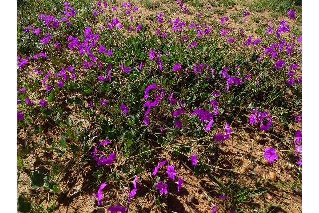 Commicarpus met 5 meeldraden