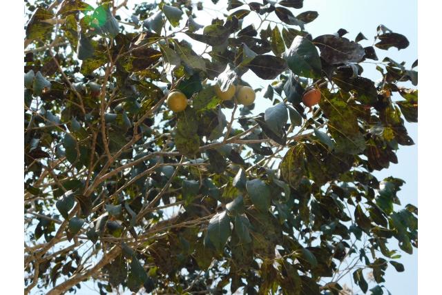 Wilgenblad diospyros