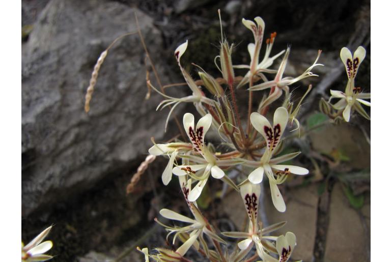 Pelargonium curviandrum 7657