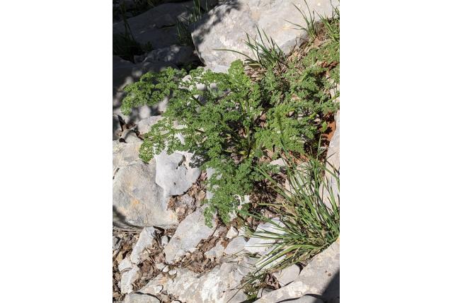 Libanese viagra