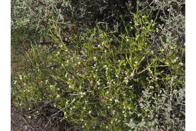 Meyer's diosma