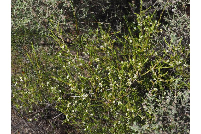 Diosma meyeriana&nbsp;7672