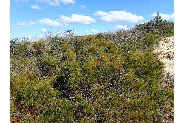Emu casuarina