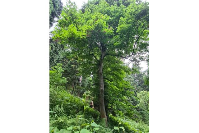 von Trautvetter's esdoorn