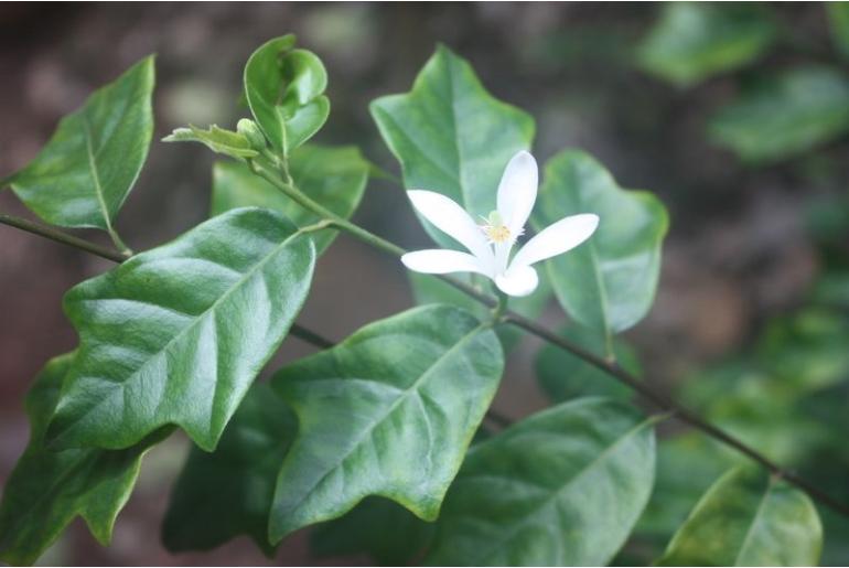 Turraea heterophylla -7695