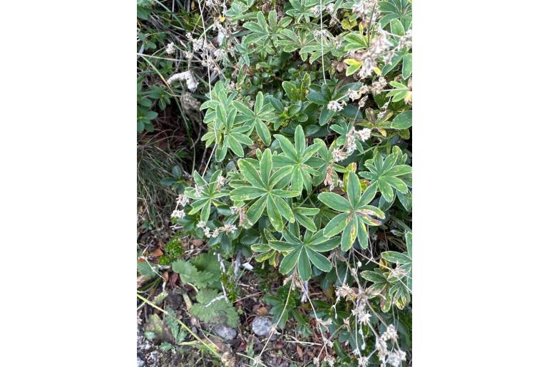 Alchemilla hoppeana -7696