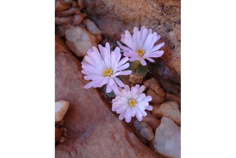 Conophytum limpidum 7700