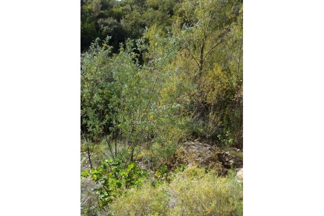 Indringende calpurnia