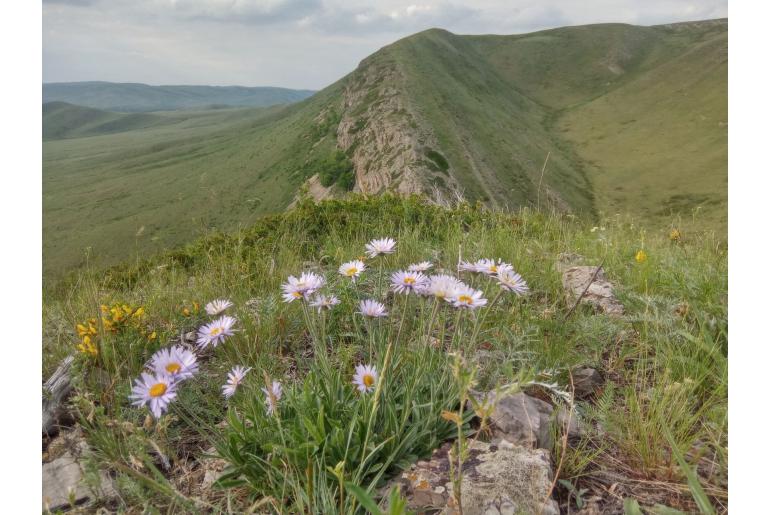 Aster alpinus 7705