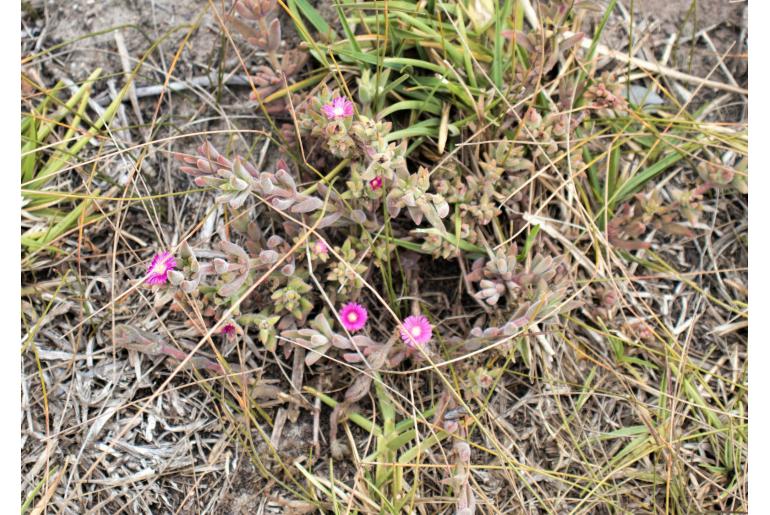 Delosperma vernicolor&nbsp;7710