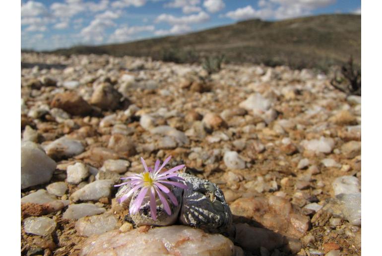 Conophytum minutum var pearsonii 7715