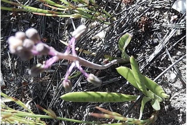 MacOwan's ledebouria