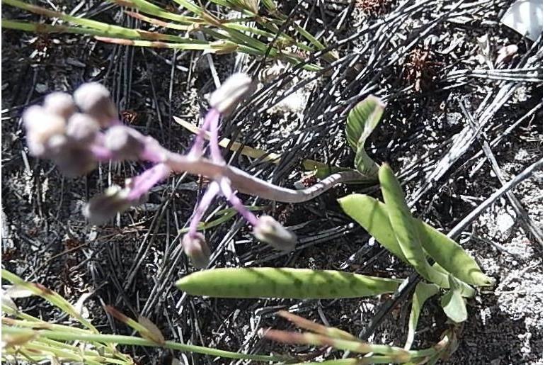Ledebouria macowanii&nbsp;7725