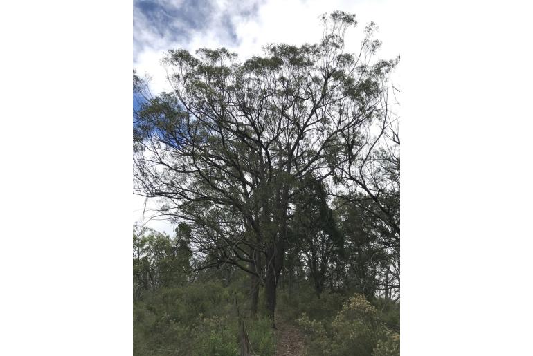 Eucalyptus sparsifolia 7743