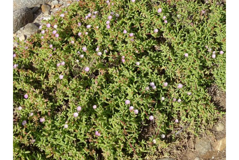 Delosperma patersoniae&nbsp;7747