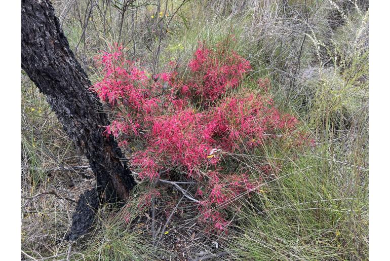 Hakea purpurea -7752