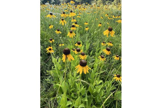 Grootbloem rudbeckia