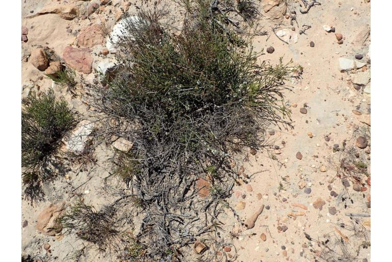 Wahlenbergia cinerea 7755