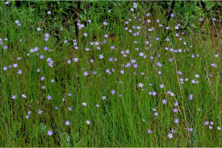 Wahlenbergia virgata 7757