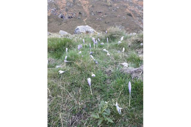 Naaktbloeiende krokus