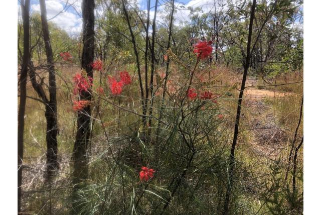 Grevillea met lange stijl
